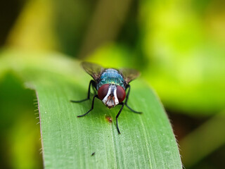 Fototapeta premium fly, insect, macro, nature, leaf, bug, animal, close-up, wing, closeup, pest, detail, housefly, eye, wildlife, small, garden, isolated, close, hairy, wings, close up, black, dirty, eyes