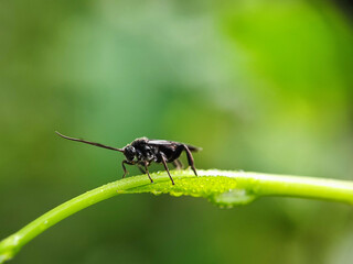 insect, macro, nature, bug, animal, fly, leaf, wildlife, mosquito, closeup, black, wasp, summer, close up, small, close, wing, pest, wild, detail, dragonfly, fauna, wings, flower, beetle