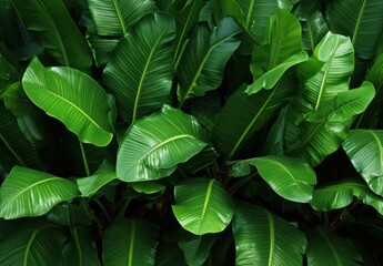 Banana leaves background on green color