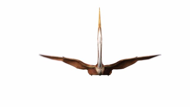 quetzalcoatlus is flaping up at front view