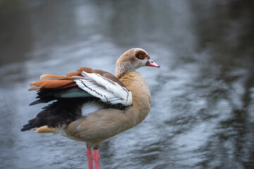 An adult male Nile or Egyptian goose shakes itself and shows off all the beauty of its colorful plumage