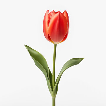 a red tulip with green leaves