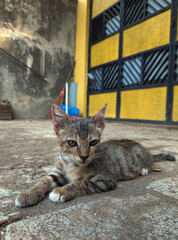 cat sitting on the porch
