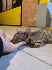 striped cat sleeps on palm