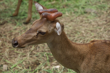 The female deer in garden at thailand