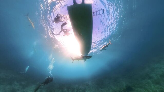 Diver, Carribean Reef Sharks and boat on the surface. Caribbean waters of the Jardines de la Reina (Gardens of the Queen) in Cuba. Shot on insta360 with the invisible housing.  Dynamically framed 4K s