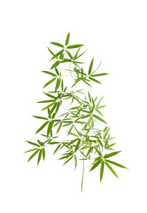 Obraz premium Bamboo leaves isolated on white background