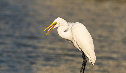 Egret Wading in shallow edge of lake looking for fish