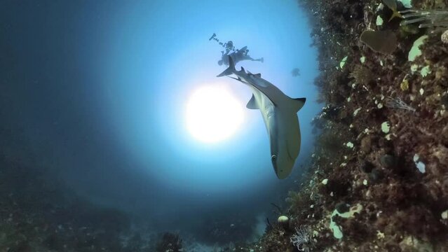 Caribbean Reef Shark shot in circle panorama. Caribbean waters of the Jardines de la Reina (Gardens of the Queen) in Cuba. Shot on insta360 with the invisible housing. Dynamically framed 4K shots.