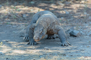 The Komodo dragon (Varanus komodoensis), also known as the Komodo monitor, is a species of lizard found in the Indonesian islands of Komodo, Rinca, Flores, and Gili Motang.
