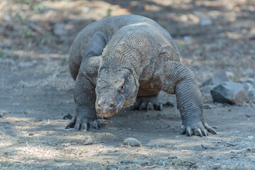 The Komodo dragon (Varanus komodoensis), also known as the Komodo monitor, is a species of lizard found in the Indonesian islands of Komodo, Rinca, Flores, and Gili Motang.