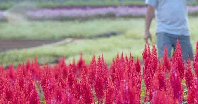 Slow motion : A tourist walk around taking photos and videos in the beautiful bright red Celosia Plumosa flower beds in the morning. Behind is a gardener watering.