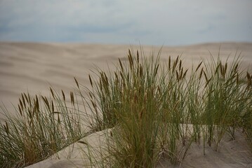 grasses growing in sand dunes