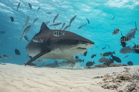 Tiger Shark - Tigerhai - Maldives - Malediven