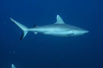 Fototapeta premium Grey Reef Shark - Grauer Riffhai - Maldives - Malediven