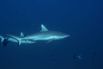 Grey Reef Shark - Grauer Riffhai - Maldives - Malediven