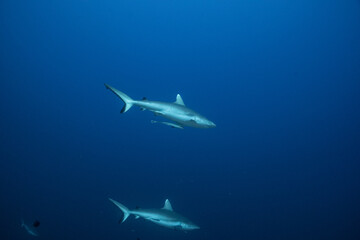 Grey Reef Shark - Grauer Riffhai - Maldives - Malediven