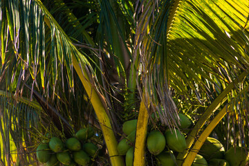 palmera