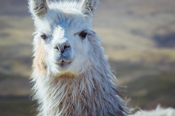 Standing tall with their majestic snouts, llamas are truly a sight to behold in the bolivian highlands