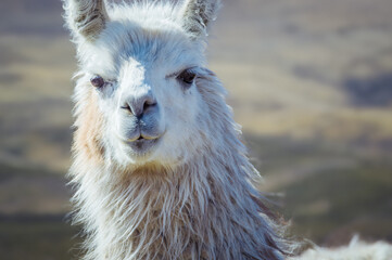 Obraz premium Standing tall with their majestic snouts, llamas are truly a sight to behold in the bolivian highlands