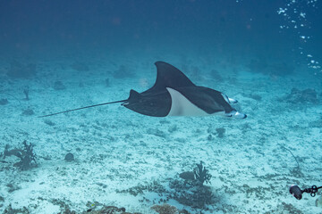 Manta Ray, Ray, Stingray - Teufelsrochen, Rochen 