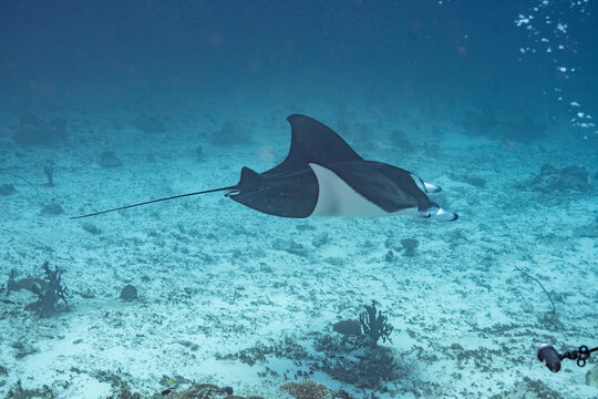 Manta Ray, Ray, Stingray - Teufelsrochen, Rochen 