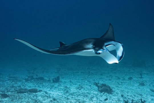 Manta Ray, Ray, Stingray - Teufelsrochen, Rochen 