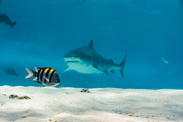 Tiger Shark - Tigerhai - Maldives - Malediven