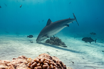 Obraz na płótnie Canvas Tiger Shark - Tigerhai - Maldives - Malediven