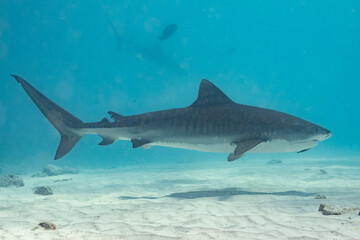 Naklejka premium Tiger Shark - Tigerhai - Maldives - Malediven