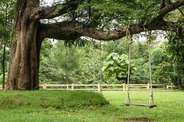 The large tree.A large tree with a swing hanging from it.
