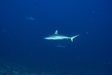 Naklejka premium Grey Reef Shark - Grauer Riffhai - Maldives - Malediven