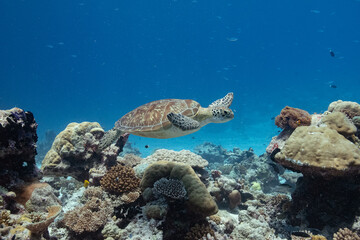 Naklejka na ściany i meble Green Turtle - Grüne Schildkröte - Maldives - Malediven