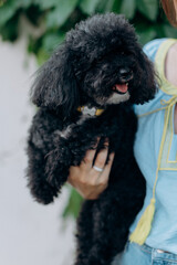 dog in the arms of a girl, black dog in the arms, black poodle dog