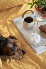 Dog near the tray with food in the morning in bed