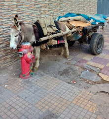 Donkey with rustic cart tied to a hydrant in the street