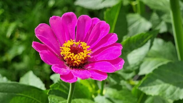 pink zinnia flower in the garden with green leaves background. Sunny summer day.