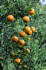 Ripe oranges on the tree