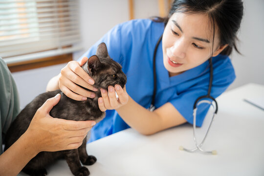 Professional vet doctor helps cat. owner cat holding pet on hands. Cat on examination table of veterinarian clinic. Veterinary care. Vet doctor and cat