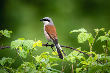 Red Shrike Bird sitting on a branch and looking for the victim of hunting. Poznań. Poland.	 - obrazy, fototapety, plakaty