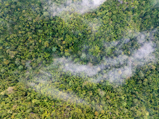 Tropical forests can absorb large amounts of carbon dioxide from the atmosphere.