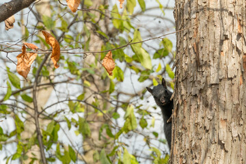 A cunning black Canadian squirrel plays hide and seek with a photographer