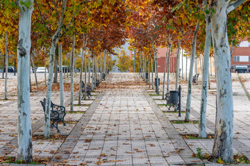 Autumnal Serenity: Benches and Golden Trees in the Picturesque Pedestrian Zone of the City, a Tranquil Retreat Amidst Urban Bustle.