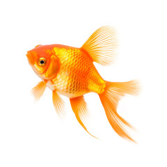 Gold fish isolated on transparent background. AI generated.