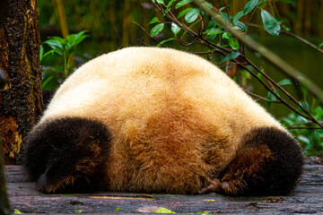Giant panda bear