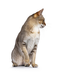 Cute curious Singapura cat, sitting up facing front. Looking side ways showing profile. Isolated on a white background.
