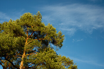 Top of a pine tree against a blue sky. View of pine and clear sky on a sunny day