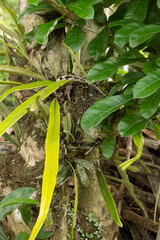 Pyrrosia serpens plant taken in Indonesia