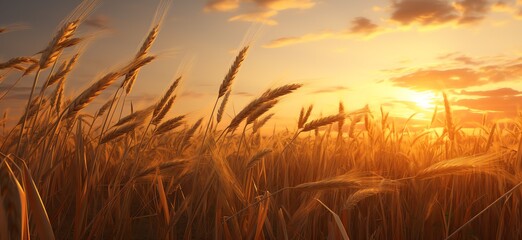 a field of wheat with the sun setting behind it - Powered by Adobe