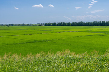 青空と広大な田んぼ